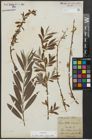 Foto von Salix alba subsp. vitellina (L.) Arcang.